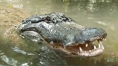 Croczilla | The King of Giant Crocodiles- NATIONAL GEOGRAPHIC | Wildlife Documentary,