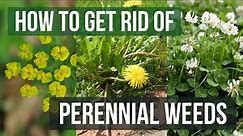 How to Get Rid of Perennial Weeds (Stop Weeds From Growing Back)