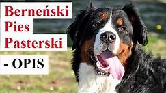 Berneński Pies Pasterski - OPIS i najważniejsze informacje