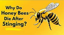 Why Do Honey Bees Die After Stinging?