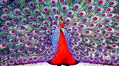 Peacock The Most Beautiful Bird With many Different Colours Feather Out - HD Video