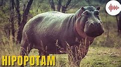Hipopotam. Odgłosy hipopotama. Dźwięki hipopotama. Dźwięki zwierząt