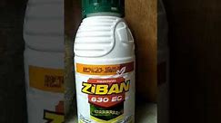 Insektisida ZIBAN 630 EC (basmi hama ulat grayak pada tanaman jagung dll.)