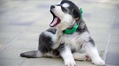 Alaskan Malamute Puppies: A Look at Their Personality