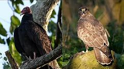 Buzzard v Turkey Vulture | Discover Wildlife | Robert E Fuller