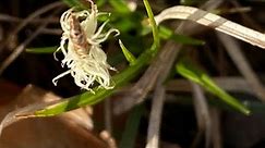 Grass Lawn Alternatives - Video 2 Pennsylvania Sedge (Carex Pensylvanica)