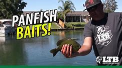 Best Baits to Catch Panfish | Lucky Tackle Box