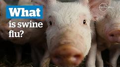 What is swine 'flu?