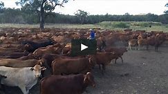 Beef Central - Babbiloora Station