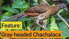 Birds Of The Panama Fruit Feeder: Gray-headed Chachalaca
