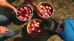 How to Pick Apples