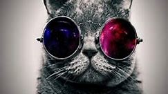 Cat Space Glasses Live Wallpaper