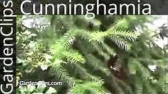 China-Fir - Cunninghamia lanceolata - A Painfully Spiky Evergreen for making coffins