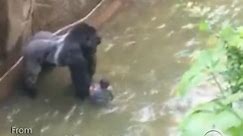 Cellphone video captured a horrific scene Saturday at the Cincinnatti Zoo after a 4-year old fell into a pit with an endangered gorilla