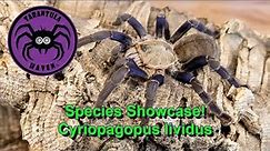 Species Showcase, Cyriopagopus lividus!