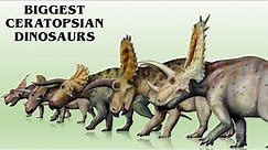 13 Biggest Ceratopsian Dinosaurs Ever Found