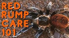 Mexican Red Rump Tarantula Care | Good Tarantulas for Beginners? Tliltocatl vagans