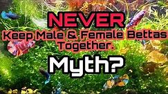 NEW Science Debunks That Keeping BETTA Together, Is A Problem. Male & Female Group Aquarium Tips