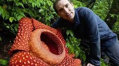 BIGGEST flower in the world: Rafflesia arnoldii