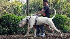 All about Bully Kutta | The beast of the East.