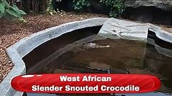 West African Slender Snouted Crocodile - Krokodille Zoo Denmark