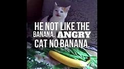 1 Hour Cat No Banana