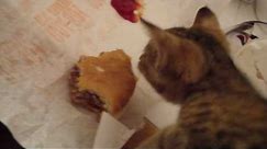 The Kitty that will eat McDonald's