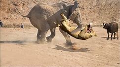 Lion vs Elephant Real Fight - Elephant Rescued Buffalo From Lion Attack