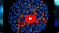 How proteins on influenza viruses tilt, ‘breathe’ (video) - American Chemical Society