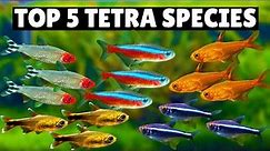 Top 5 Tetras Species!