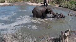 Angry elephant bull chases hippo out of water