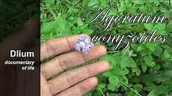 Billygoat weed (Ageratum conyzoides) - part 1