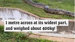 Giant anaconda captured on camera