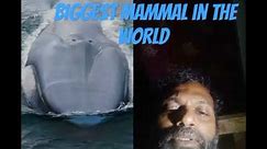 Biggest Mammal or animal in the world.