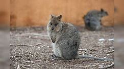 The Quokka: Australia's Happiest Marsupial - Exploring the Charismatic World of the Smiling Quokka