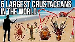 5 Largest Crustaceans In The World