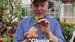 Clusia “Mangrove Plant “ Is an easy to care for indoor plant that filters air ,releases oxygen and regulates humidity . East to care for ,change water every 2 weeks. Available in webshop https://pergolanurseries.ecwid.com ALL IRELAND DELIVERY 🚚 Pergola Nurseries Garden Corner, Virginia,Co Cavan A gardeners oasis of quality plants Open Tuesday to Saturday 10.30-6 Open Sundays 2-6 | Pergola Nurseries Garden Corner