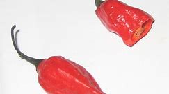 What Makes Super-Hot Chile Peppers 'Hotter Than Hell'?