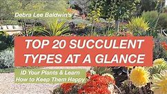 Top 20 Succulent Types at a Glance