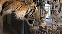 Tiger cubs meet dad, Red!