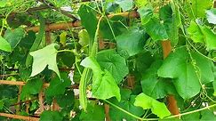 Grow Patola (Luffa) from seed in 10 weeks