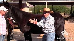 Structure of a Mule - Differences Between Mules and Horses | Steve Edwards