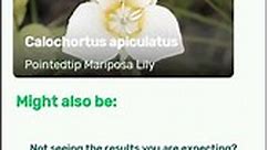 How to identify Pointedtip Mariposa Lily or Calochortus apiculatus with Plantsnap