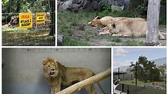 W chorzowskim zoo urodziły się cztery lwy angolskie! To dwa samce i dwie samiczki