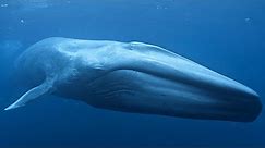Blue Whale - The Largest Animal In The World / Documentary (English/HD)