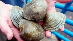 Little Neck Clams - Simple way to open little neck clams - quahogs