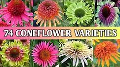 74 Coneflower (Echinacea) Varieties | Echinacea Types | Coneflower Varieties | Plant and Planting