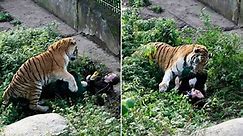 Tiger mauls zookeeper in shock pics in Kaliningrad, Russia