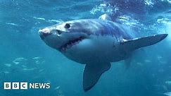 Australia shark attack: Surfer survives mauling that was like 'being hit by a truck'