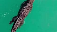 Seems like even saltwater crocodiles (Crocodylus porosus) love a good day swimming in the ocean! The Great Australian Flight #ausgeo #saltwatercrocodile #crocodile | Australian Geographic